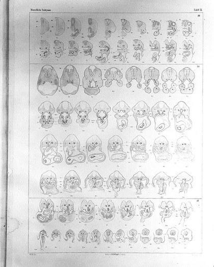 Anatomie menschlicher Embryonen / von Wilhelm His.