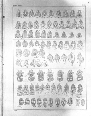 Anatomie menschlicher Embryonen / von Wilhelm His.