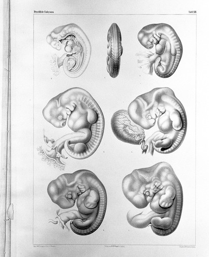 Anatomie menschlicher Embryonen / von Wilhelm His.