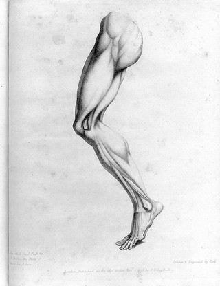 A treatise on the science of muscular action / By John Pugh.