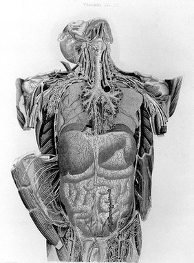 Anatomia universa XLIV tabulis aeneis juxta archetypum hominis adulti ... repraesentata / Dehinc ab excessu auctoris cura ac studio Eq. Andreae Vaccà Berlinghieri, Jacobi Barzellotti et Joannis Rosini ... absoluta atque edita.