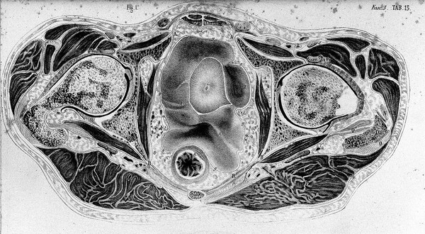 Anatome topographica sectionibus per corpus humanum congelatum : triplici directione ductis illustrata / [Nikolaĭ Ivanovich Pirogov].