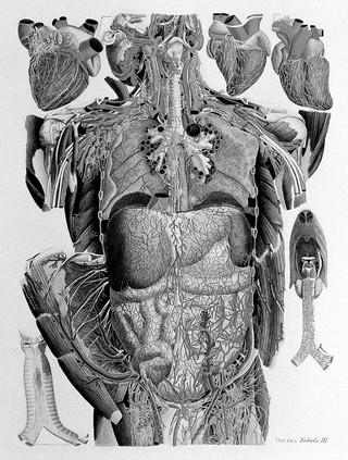 Anatomia universa XLIV tabulis aeneis juxta archetypum hominis adulti ... repraesentata / Dehinc ab excessu auctoris cura ac studio Eq. Andreae Vaccà Berlinghieri, Jacobi Barzellotti et Joannis Rosini ... absoluta atque edita.