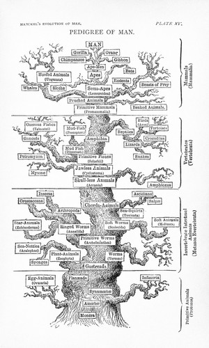 view Haeckel, Ernst The Evolution of Man, 1887