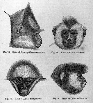 The descent of man, and selection in relation to sex / by Charles Darwin, with illustrations.