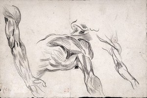 view Muscles of the human upper limb and trunk: three figures. Drawing by Eugène Delacroix.