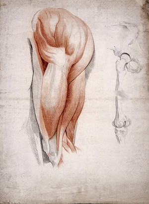 view The bones and muscles of the hip and thigh. Drawing, 1841.