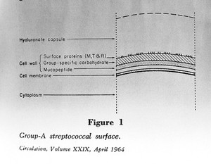 view Circulation: Group-A streptococcal surface