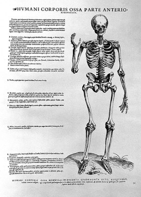 Tabulae anatomicae sex = six anatomical tables / [Vesalius].