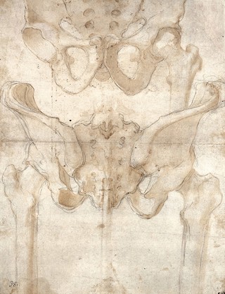 The pelvis of an articulated skeleton. Drawing, ca. 1560 (?).