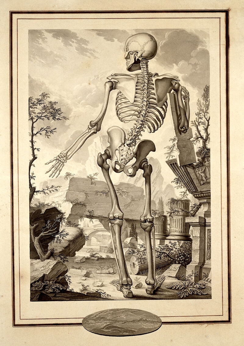 anatomical figure drawing