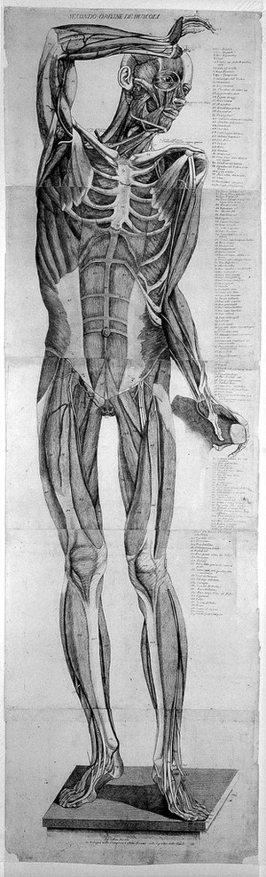 view Anatomical figure: anterior view of a skeleton, with muscles modelled in wax. Etching by A. Cattani, 1781, after E. Lelli and G. Manzolini.