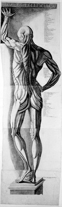 Anatomical figure: posterior view of the écorché figure in the anatomy theatre at Bologna. Etching by A. Cattani, 1780-1781, after E. Lelli.