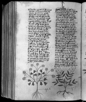 <i>Livre des simples médecines</i>, in French