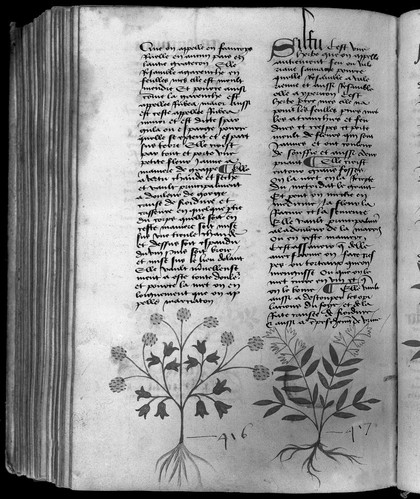 <i>Livre des simples médecines</i>, in French