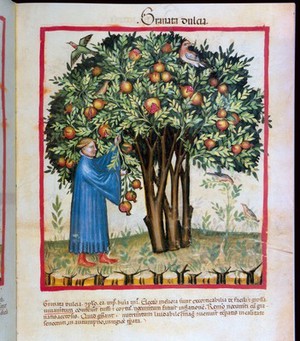 view Pomegranate tree with man picking some