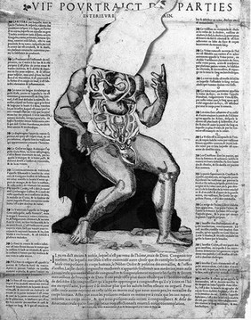 Anatomical fugitive sheet, male.