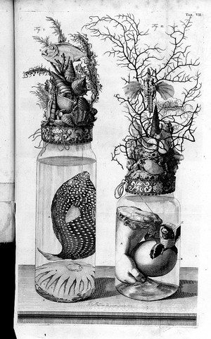 view F. Ruysch, Thesaurus Anatomicus.