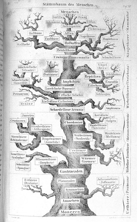 Anthropogenie, oder, Entwickelungsgeschichte des Menschen ... Keimes- und Stammes-geschichte ... / [Ernst Haeckel].