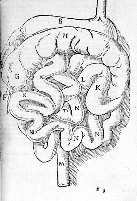 Anatomia Mundini, ad vetustissimorum, erundemque [sic] aliquot manu scriptorum, codicum fidem collata, justoque suo ordini restituta / Per Joannem Dryandrum.