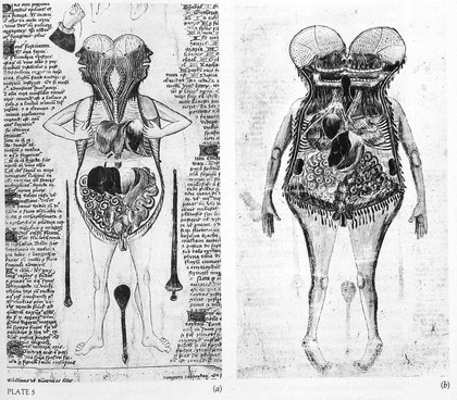 Anatomical figures: c. 1412