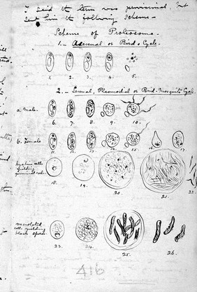 Sheme of proteosoma R. Ross.