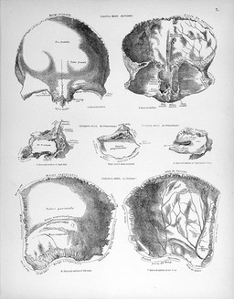 The descriptive atlas of anatomy : a representation of the anatomy of the human body / by Noble Smith.