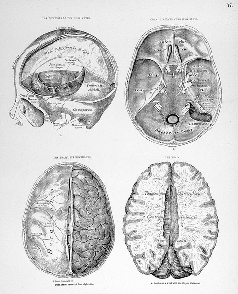 N. Smith, The Descriptive atlas of anatomy