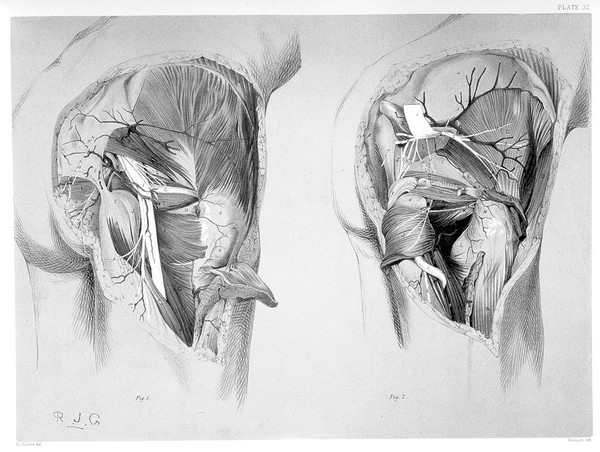 An atlas of human anatomy : illustrating most of the ordinary dissections and many not usually practised by the student / by Rickman John Godlee.