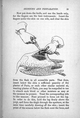 The sportsman's handbook to practical collecting, preserving, and artistic setting-up of trophies and specimens : to which is added a synoptical guide to the hunting grounds of the world / by Rowland Ward.