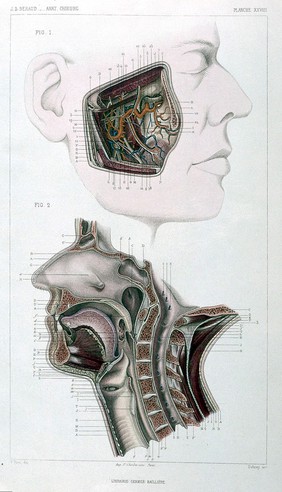 Atlas of surgical & topographical anatomy / by B. J. Béraud ; translated by Robert Thomas Hulme.