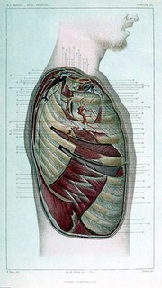 Atlas of surgical & topographical anatomy / by B. J. Béraud ; translated by Robert Thomas Hulme.