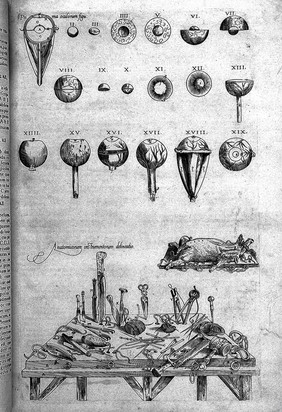 Compendiosa totius anatomiae delineatio aere exarata / [Thomas Geminus].