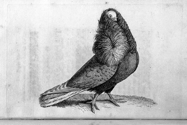 A treatise on domestic pigeons; comprehending all the different species known in England ... With observations and remarks on their diet. The distempers they are chiefly subject to, and the method of curing them ... To which is added, a ... description of ... the Almond Tumbler / Carefully compiled from the best authors.