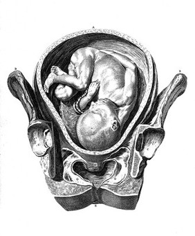 Anatomical tables with explanations, and an abridgement of the practice of midwifery : with a view to illustrate a treatise on that subject, and collection of cases.