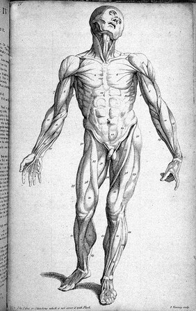 Compendium anatomicum, or A compendious treatise of anatomy adapted to the arts of painting and sculpture: in which the external muscles of the human body are represented as they appear when cleared of the skin, the membrana adiposa, and the veins and arteries that lie on their surface.