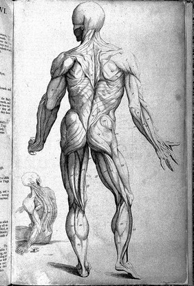 Compendium anatomicum, or A compendious treatise of anatomy adapted to the arts of painting and sculpture: in which the external muscles of the human body are represented as they appear when cleared of the skin, the membrana adiposa, and the veins and arteries that lie on their surface.