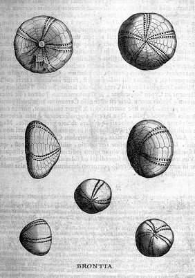 Michaelis Mercati Samminiatensis Metallotheca. Opus posthumum, auctoritate, & muificentiâ Clementis undecimi pontificis maximi e tenebris in lucem eductum; opera autem, & studio Joannis Mariae Lancisii archiatri pontificii illustratum. Cui accessit appendix cum XIX. recens inventis iconibus / [Michele Mercati].