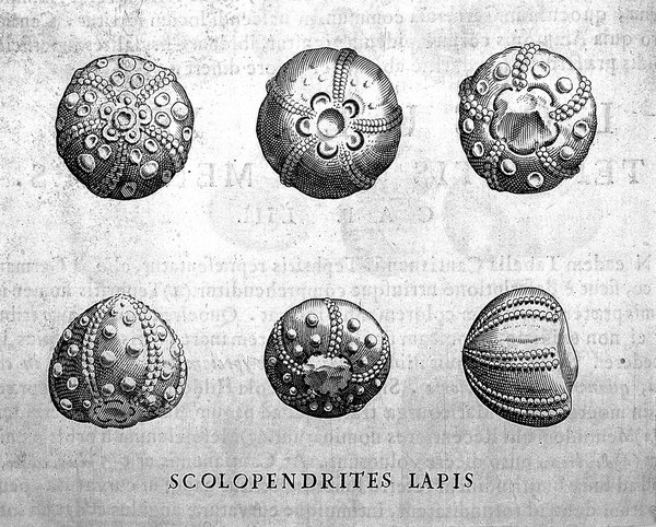 Michaelis Mercati Samminiatensis Metallotheca. Opus posthumum, auctoritate, & muificentiâ Clementis undecimi pontificis maximi e tenebris in lucem eductum; opera autem, & studio Joannis Mariae Lancisii archiatri pontificii illustratum. Cui accessit appendix cum XIX. recens inventis iconibus / [Michele Mercati].