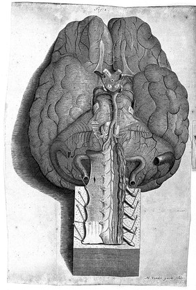 The anatomy of the brain. Containing its mechanism and physiology; together with some new discoveries and corrections of ancient and modern authors upon that subject to which is annex'd a particular account of animal functions and muscular motion ... / [Humphrey Ridley].