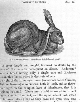 The variation of animals and plants under domestication / by Charles Darwin.