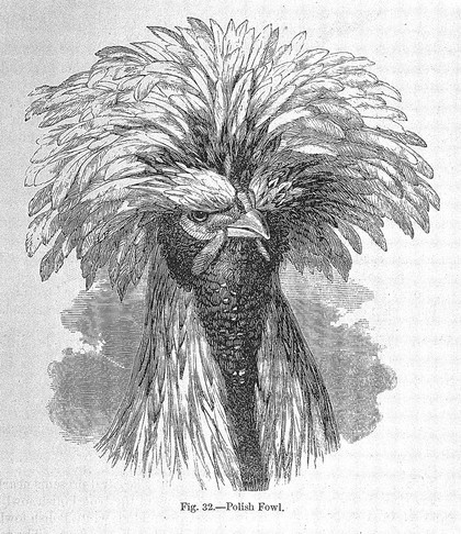 The variation of animals and plants under domestication / by Charles Darwin.