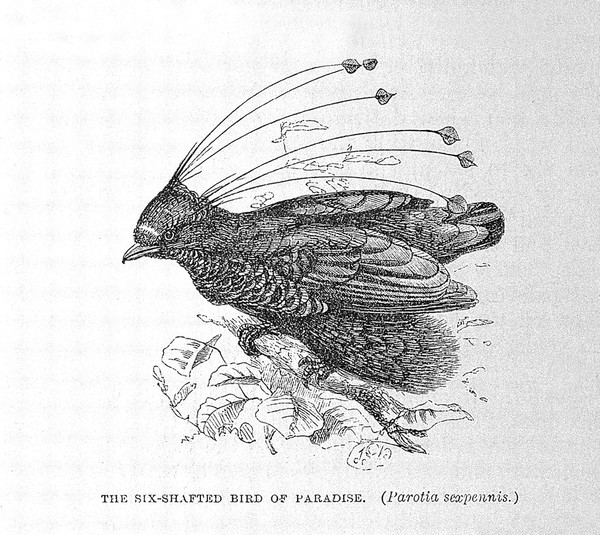 The Malay archipelago : the land of the orang-utan and the bird of paradise a narrative of travel, with studies of man and nature / by Alfred Russel Wallace.
