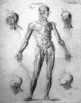 A compendious system of anatomy. In six parts. I. Osteology. II. Of the muscles, &c. III. Of the abdomen. IV. Of the thorax. V. Of the brain and nerves. VI. Of the senses / From the Encyclopaedia. Illustrated with twelve large copperplates.