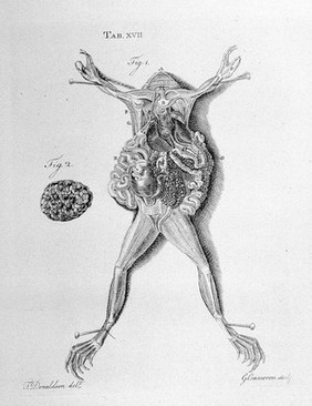 The structure and physiology of fishes explained and compared with those of man and other animals / [Alexander Monro].