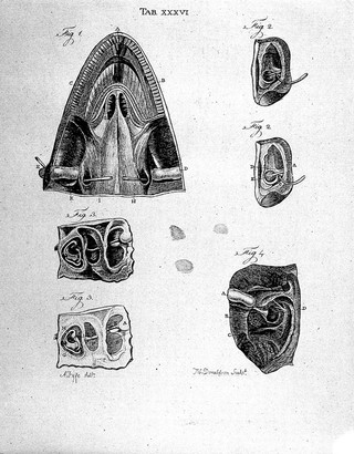 The structure and physiology of fishes explained and compared with those of man and other animals / [Alexander Monro].