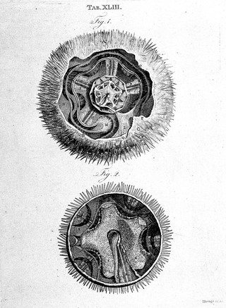 The structure and physiology of fishes explained and compared with those of man and other animals / [Alexander Monro].