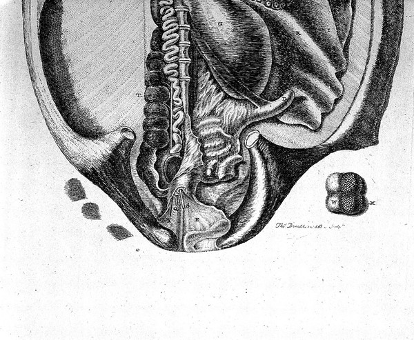 The structure and physiology of fishes explained and compared with those of man and other animals / [Alexander Monro].
