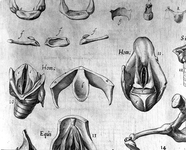 Hieronymi Fabricii ab Aquapendente De visione, voce, auditu / [Fabricius].