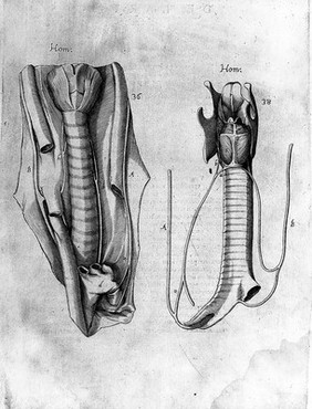 Hieronymi Fabricii ab Aquapendente De visione, voce, auditu / [Fabricius].